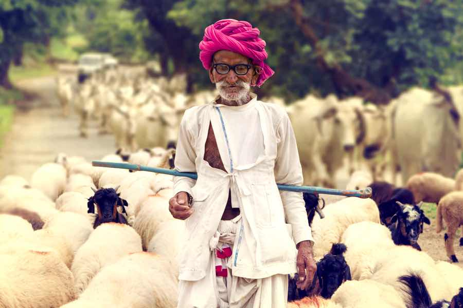 Pastori del Rajasthan